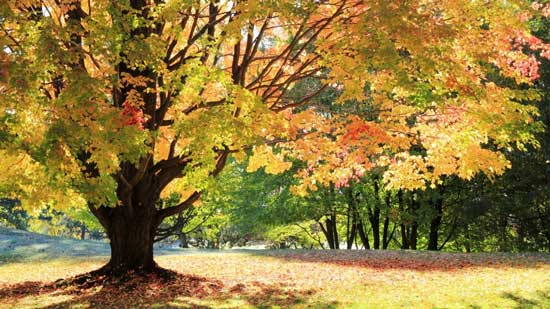 申请美国留学.jpg